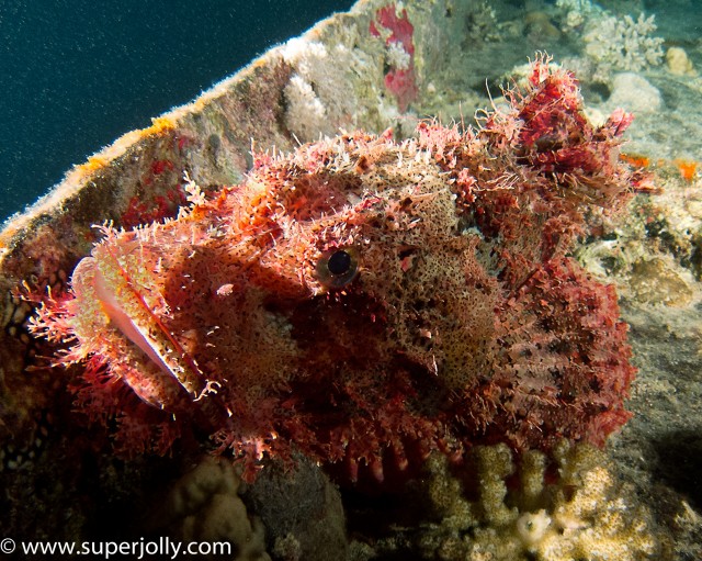 SUPER JOLLY thistlegorm scorpian fish