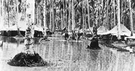 A flooded coconut grove near the airfield where the air wing Marines called home