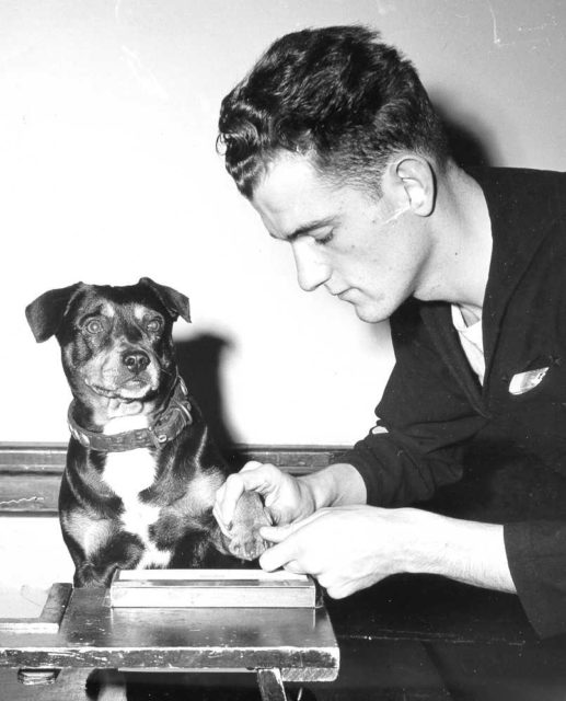 Sinbad wasn't just a mascot. He was an enlisted member of the crew. With a uniform, service record, and rank of Dog, 1st Class. This endeared him even further to the crew, who considered him one of their own. 