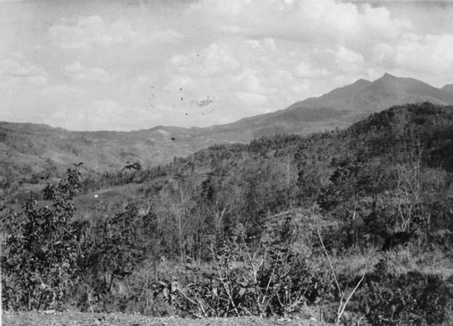 The thick jungle around Kohima