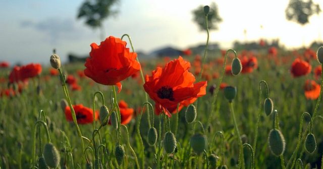 Red Poppies in honor of the Great War. By Tijl Vercaemer – CC BY 2.0