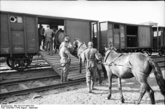 German soldiers load horses onto boxcar, southern Russia. Source: Bundesarchiv, Bild 101I-217-0473-23A / Scheffler / CC-BY-SA 3.0 / CC BY-SA 3.0 de / Wikipedia