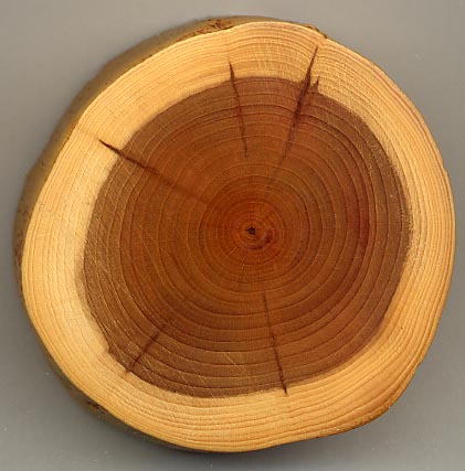Yew wood (Taxus baccata) showing 27 annual growth rings, pale sapwood and dark heartwood, and pith (centre dark spot). The dark radial lines are small knots. Photo Credit.