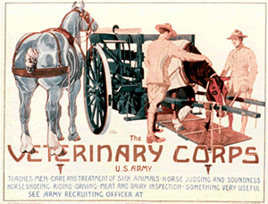 During WWI, the Veterinary Corps grew exponentially through both enlistments and the draft. Above is one of the recruiting posters used by the Veterinary Corps during the war. U.S. Army photograph.