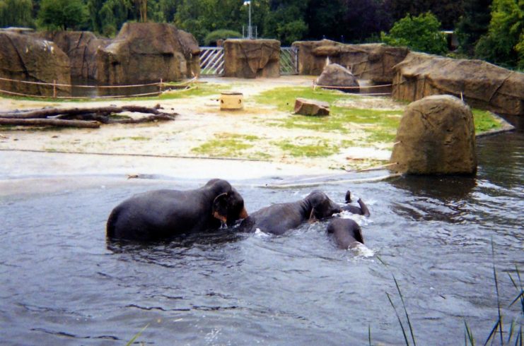 Elephants at Cologne zoo