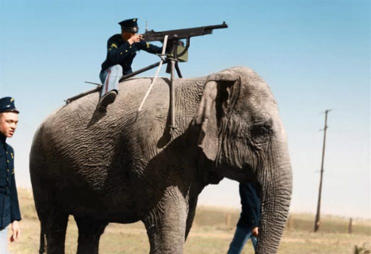 An American corporal aims a Colt M1895 atop a Sri Lankan elephant. The reason why the corporal is atop the elephant is a mystery but elephants were never a weapons platform adopted by the US Army, 1914. Paul Reynolds / mediadrumworld.com