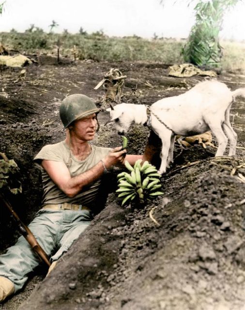 US Marine feeds bananas to a goat, Saipan 1944. Paul Reynolds / mediadrumworld.com