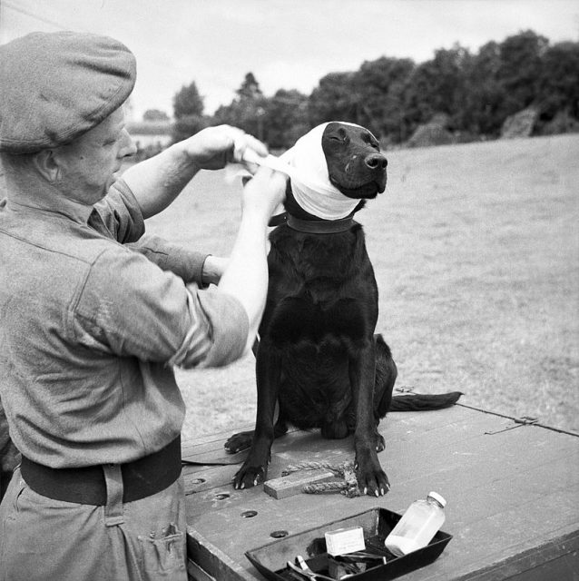 A sergeant of the RAVC bandages the wounded ear of a mine-detecting dog at Bayeux in Normandy, 5 July 1944
