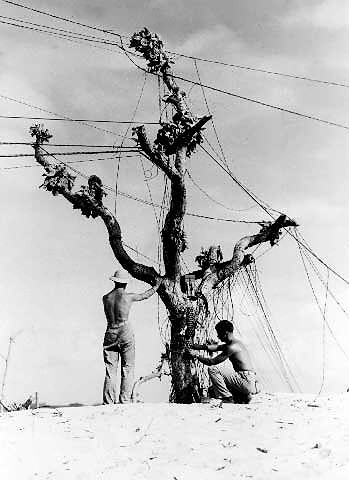 Communications men string telephone wire on a tree on Enewetak Atoll, Marshall Islands, circa 1944.