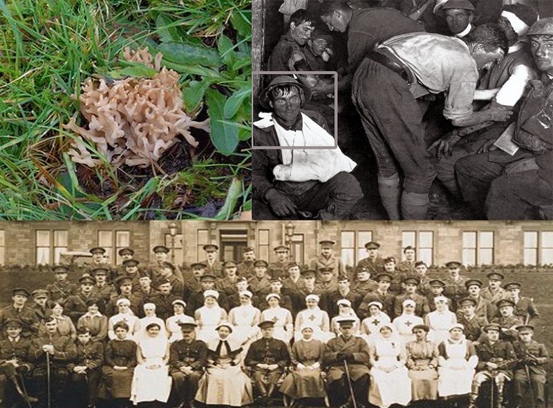 Rare fungus was carried to Scotland from France on WWI soldiers' boots