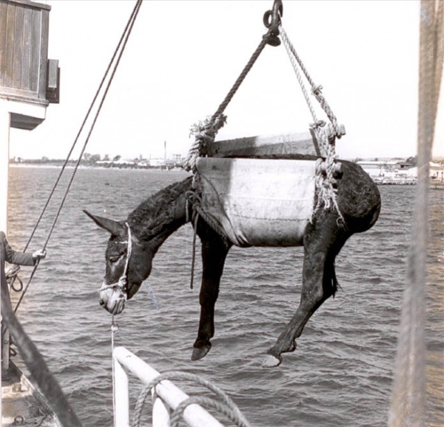 Precious Cargo Handling – Cyprus donkey exports during World War II