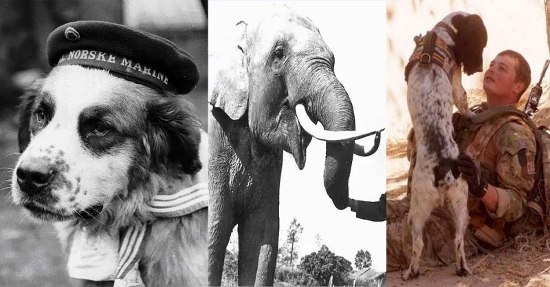 5 Amazing Animals That Served in the Military-01