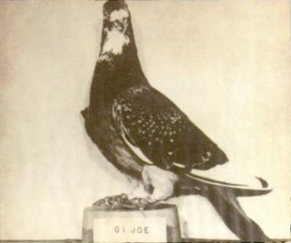 War pigeon G.I. Joe