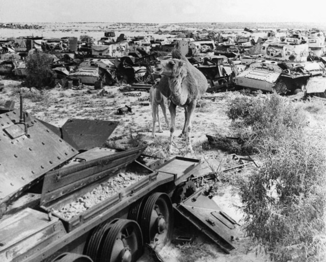 A camel stands in the midst of wrecked vehicles from the Battle of El Alamein [via]