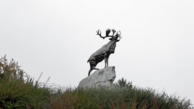 The caribou in Newfoundland Memorial Park near Beaumont-Hamel.