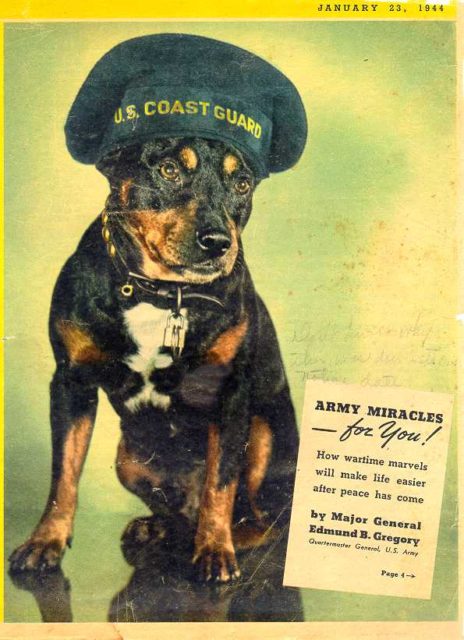 Sinbad's breed was best described as "liberty-rum-chow-hound, with a bit of bulldog, doberman pinscher, and what-not. Mostly what-not"- Martin Sheridan Life Magazine, December 1943 Image source: USCG.mil/public domain