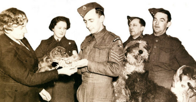 Beachcomber is being presented with his PDSA Dickin Medal by Dorothea St. Hill Bourne, Secretary of the PDSA Allied Forces Mascot Club. Beachcomber is being held by Sergeant Andre Meischke of the Royal Corps of Signals. Source: Britain’s People’s Dispensary for Sick Animals (PDSA). Image