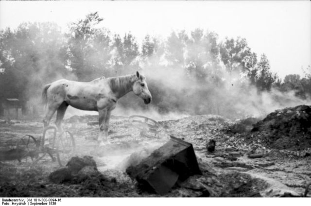 A lone horse wondering a recent battlefield, Poland, Sep 1939 [