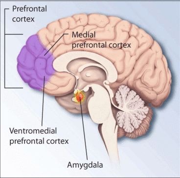 Regions of the brain associated with stress and posttraumatic stress disorder