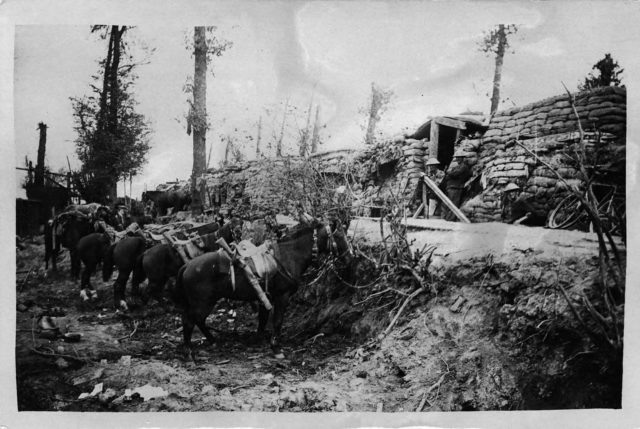 Row of horses tied up, Belgium. Photo taken during the battle.