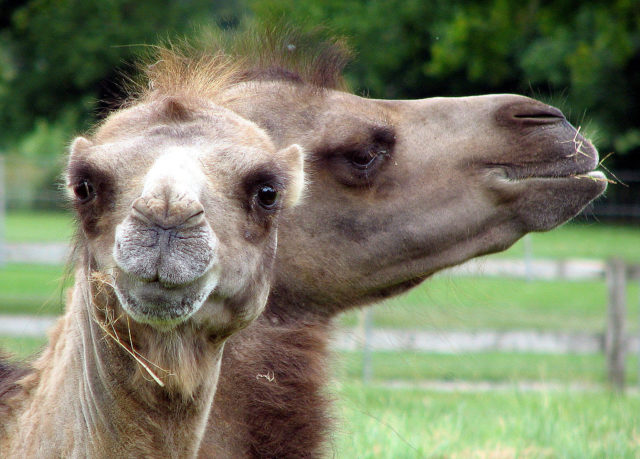 Bactrian Camels, a breed that turned out to be very well suited for the American Southwest;