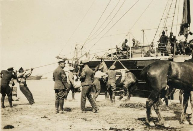 Landing horses at Gallipoli.