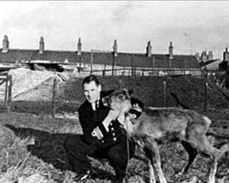 POLLYANNA: The burly Commander Geoffrey Sladen (34) had played rugby for England and became a mother figure for the reindeer Pollyanna, given to him and the crew of HMS Trident as a farewell present when they left Russia. Picture probably was taken after arrival in Blyth 30 November 1941. Pollyanna was given to the London Zoo and died five years later, in 1946. Naval Museum Portsmouth