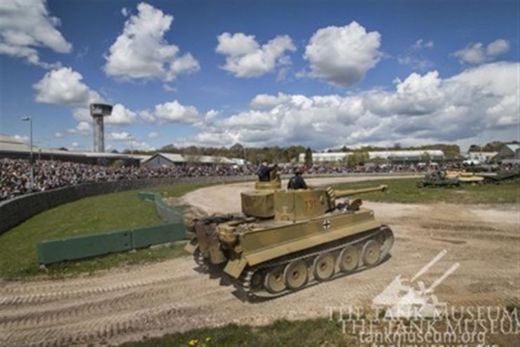 Tiger 131 in action on Tiger Day, 2016.