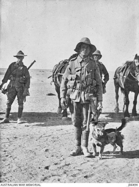 Members of the Australian 13th Battalion with a dog captured from the Turks in the Aghyl Dere valley on the Gallipoli Peninsula and named ‘Joe Bourke’. Note the small satchel strapped to the dog.