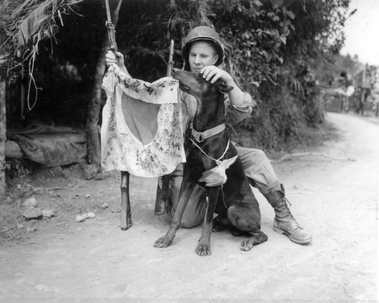 US Marine Corporal Harold Flagg and his war dog Boy posing with a Japanese flag, Okinawa, Japan, April 1945. Note the battle dressing on the dog’s fore leg.