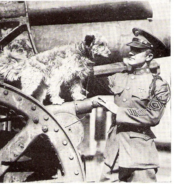 Mixed breed terrier Rags at Fort Hamilton in the 1920s