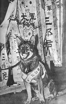 Saburo, a Japanese Army war dog, 1937