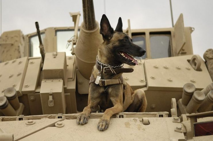 U.S. Air Force military working dog Jackson sits on a U.S. Army M2A3 Bradley Fighting Vehicle before heading out on a mission in Iraq.