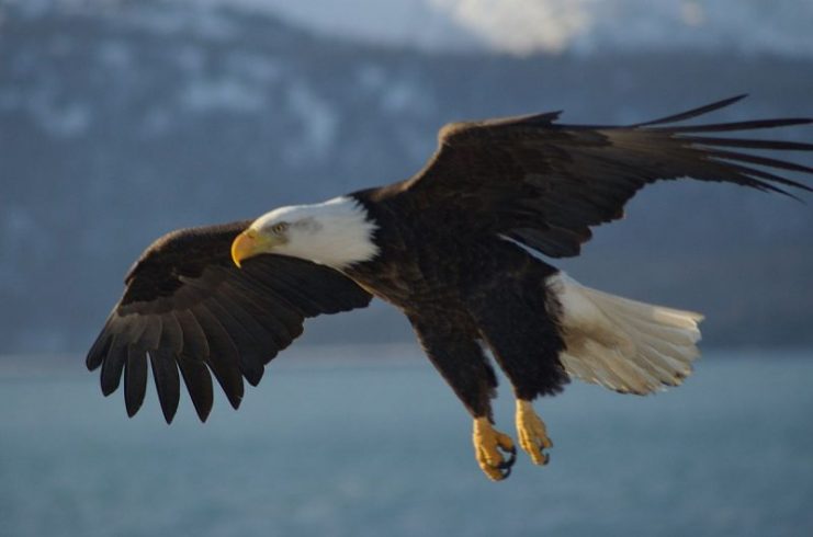 Flying eagle. Photo: Carl Chapman – CC BY 2.0