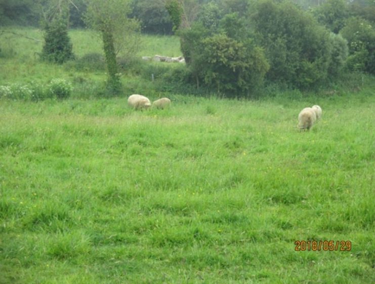Sheep grazing at exact crash location.
