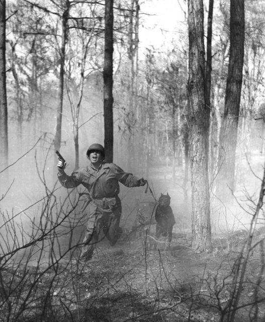 US Marine Private Michael DiPoi in exercise with a war dog, Camp Lejeune, Jacksonville, North Carolina, United States, circa 1943. Note M1911 pistol in is hand.