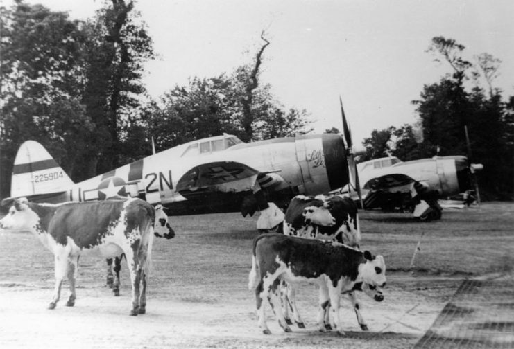 P-47 Thunderbolts, including (2N-U, serial number 42-25904) nicknamed “Lethal Liz II”, of the 50th Fighter Group, with cows at Carentan Airfield (A-10), France, Summer 1944