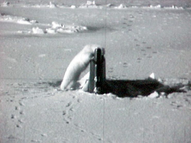 During Exercise ICEX 2003, the Seawolf-class attack submarine USS Connecticut (SSN 22) surfaced and broke through the ice. This polar bear, attracted by the hole which can be used to find food, was seen through the sub’s periscope and these photos were captured as the image was projected on a flat-panel display. After investigating the Connecticut for approximately 40 minutes, the bear left the area, with no damage to the sub or to the bear. U.S. Navy photo by Mark Barnoff.