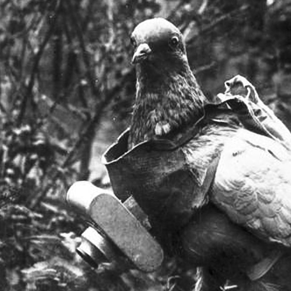 German unmanned camera pigeon. Photo: Bundesarchiv Bild 183-R01996
