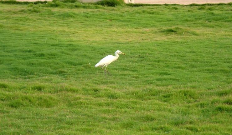 An Egret stalking prey. By Ranjithsiji – CC BY-SA 3.0