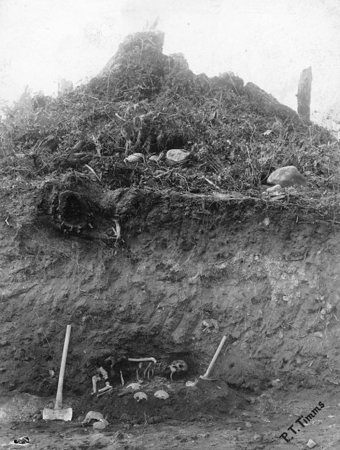 Photograph shows a cross section of the Midden, showing skeletal remains near the bottom. c.a 1908