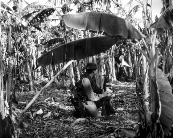 Soldier of Royal Australian Regiment pauses sweep of cultivated area around a Vietnamese village.