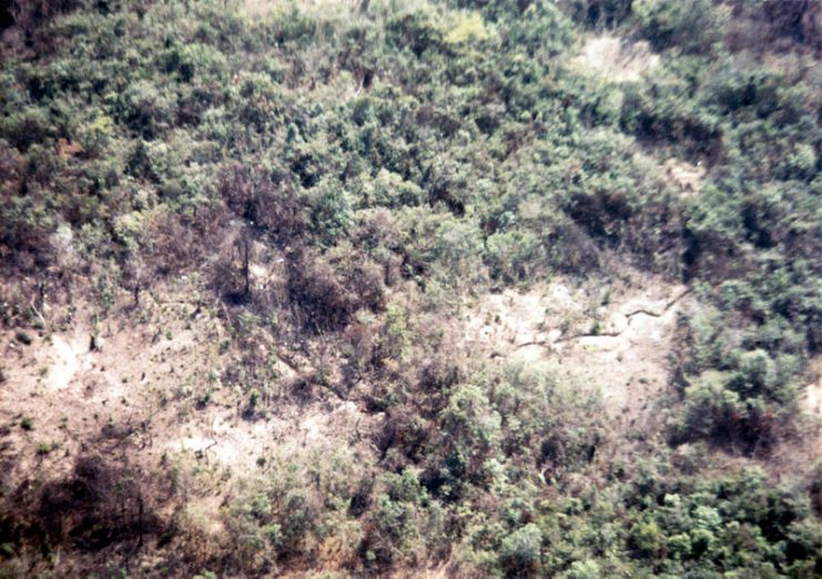 A Vietcong trench revealed by U.S. Air Force “Ranch Hand” spraying. It normally took about three days for the spray to start affecting the vegetation.