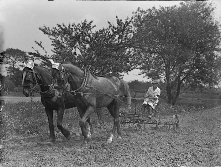 Working on a potato crop during World War I.