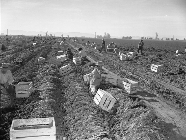 Workers harvesting carrots, Imperial Valley, California, 1948