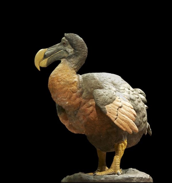 A representation of the extinct dodo bird. Dutch presence on the island largely contributed to the extinction of this endemic bird.