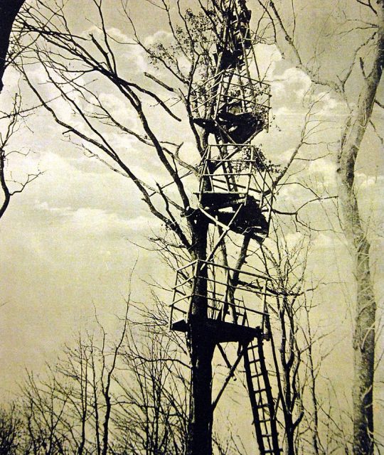 Artillery observation post in tree, French battlefront before Arras, WWI