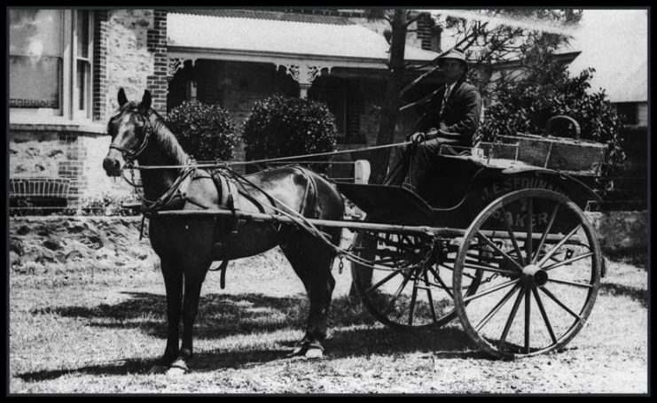 Fred Bailey in the horse-drawn baker’s cart owned by J.E. Sedunary, baker at Victor Harbor. 1920.