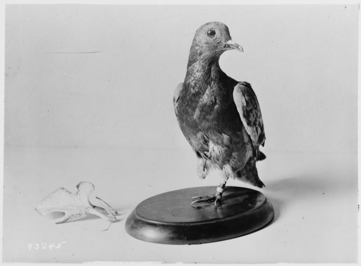 Cher Ami, the carrier pigeon which carried a message from the Lost Battalion to the 77th Division on Oct. 4, 1918. The pigeon survived German rifle fire to carry a message calling on American artillery to stop firing because it was hitting American Soldiers. After Cher Ami died she was stuffed and is currently in the collection of the Smithsonian Institute. ( Natonal Archives)