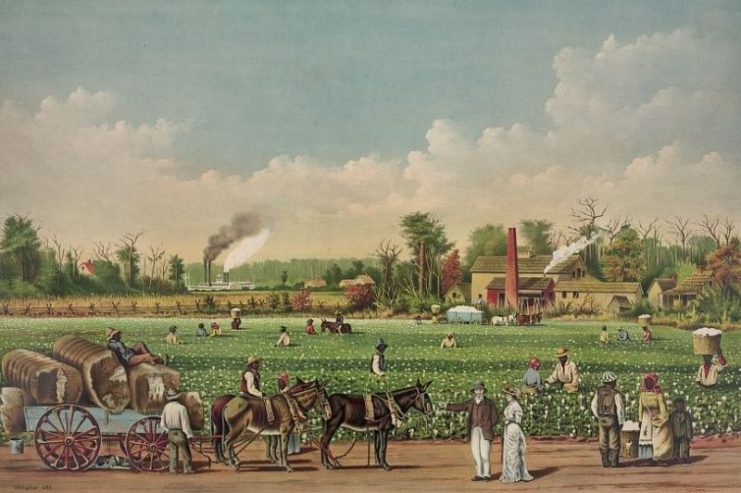 A cotton plantation on the Mississippi, 1884 lithograph
